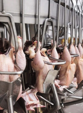 Poultry processing and spare parts