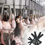 الدليل الشامل لتجهيز مجازر الدواجن في مصر: أحدث المعدات وخطوط الإنتاج